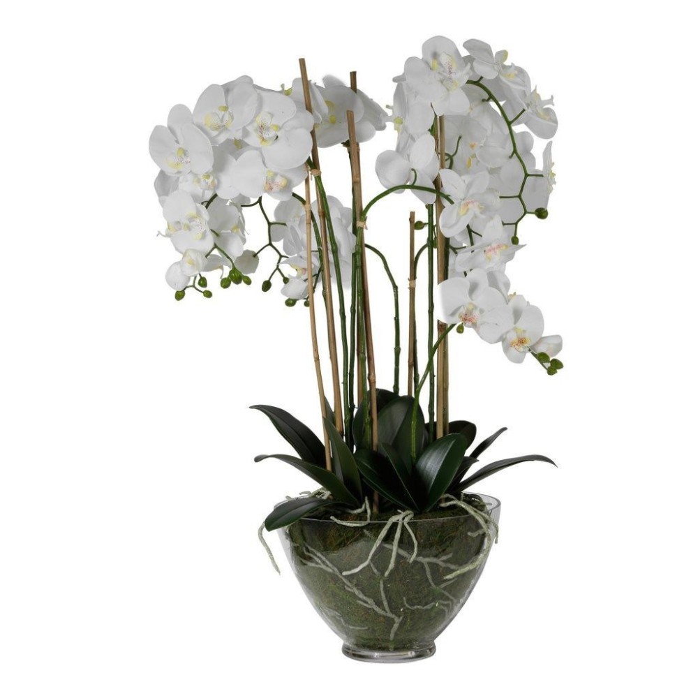 PIANTA PHALAENOPSIS IN VETRO H80